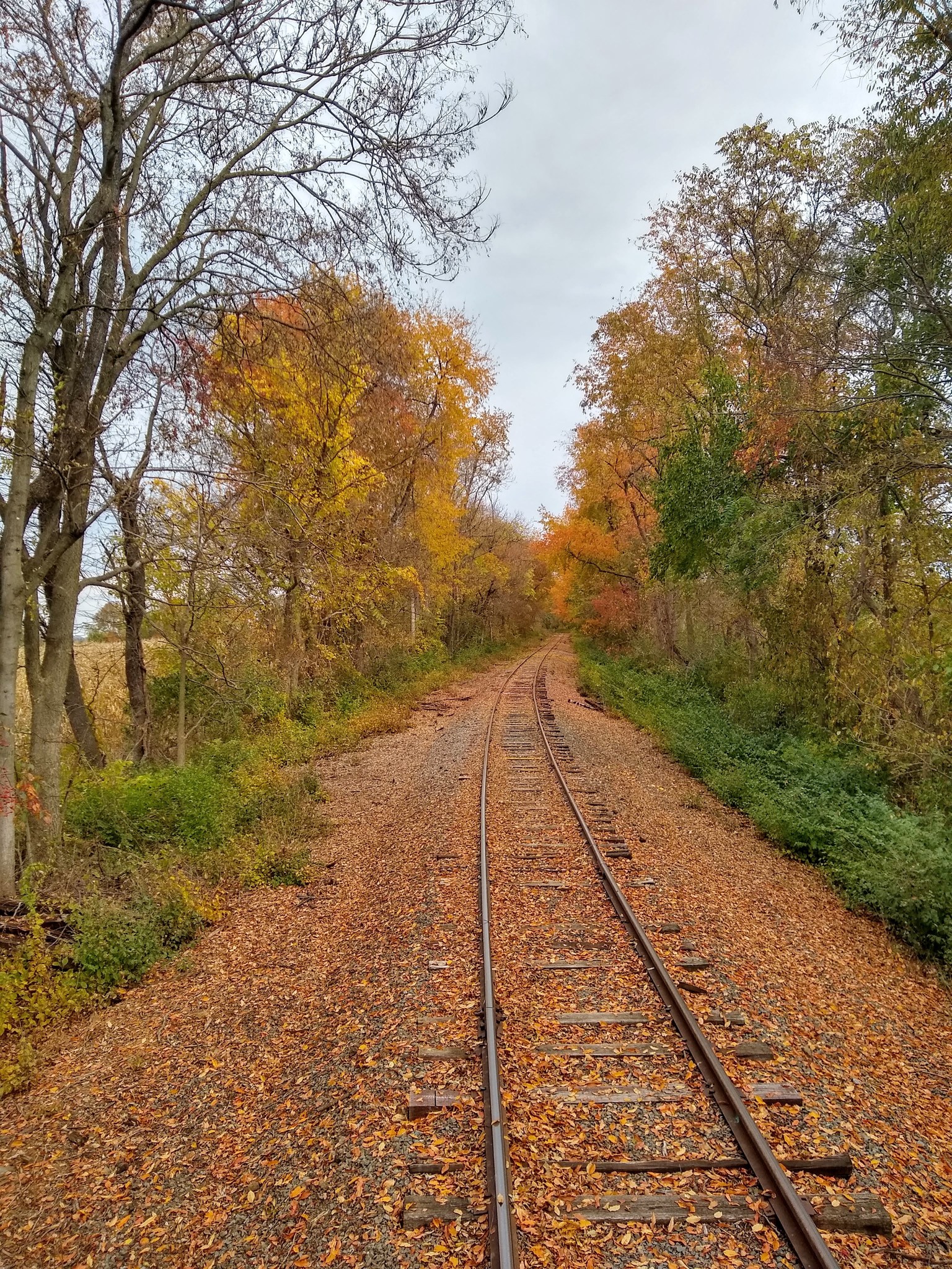 Autumn Excursion Train